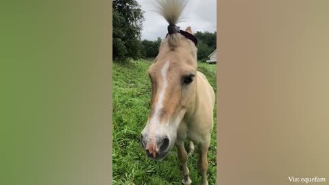 Funny and Cute Horse Videos That Will Change Your Mood For Good