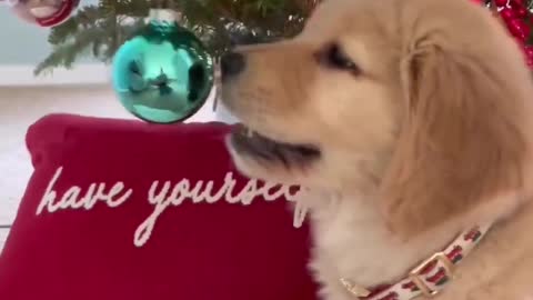 Puppy and christmas tree