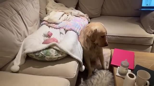 Golden Retriever Meets Newborn Baby And Never Leaves His Side! (Cutest Ever!!)