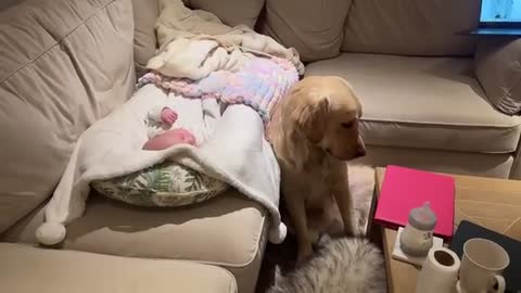 Golden Retriever Meets Newborn Baby And Never Leaves His Side! (Cutest Ever!!)