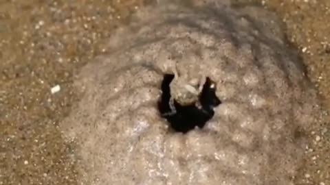 Wildlife in closer view with a natural perspective.