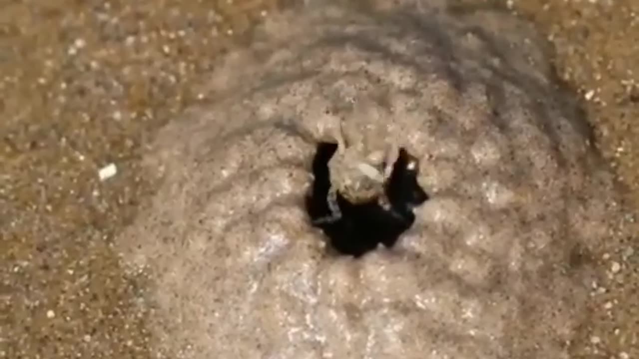 Wildlife in closer view with a natural perspective.