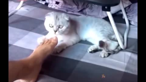 Funniest Animals - Best Of The 2022 Funny Animal Videos