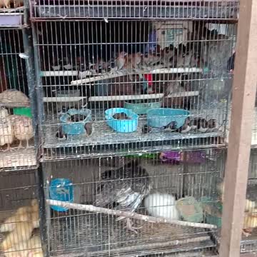 Bird Market In Tegal