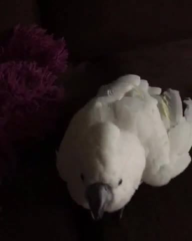 Cacatúa adora jugar a atrapar la pelota