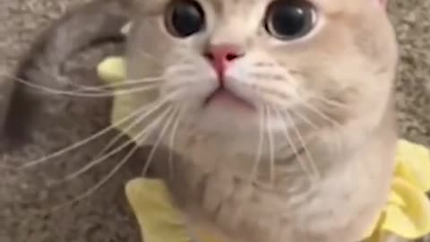 OMG So Cute Cats ♥ Best Funny Cat ❤️🐈Videos 2021 #shorts