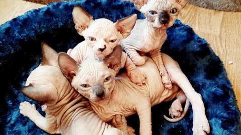 Hairless Cats