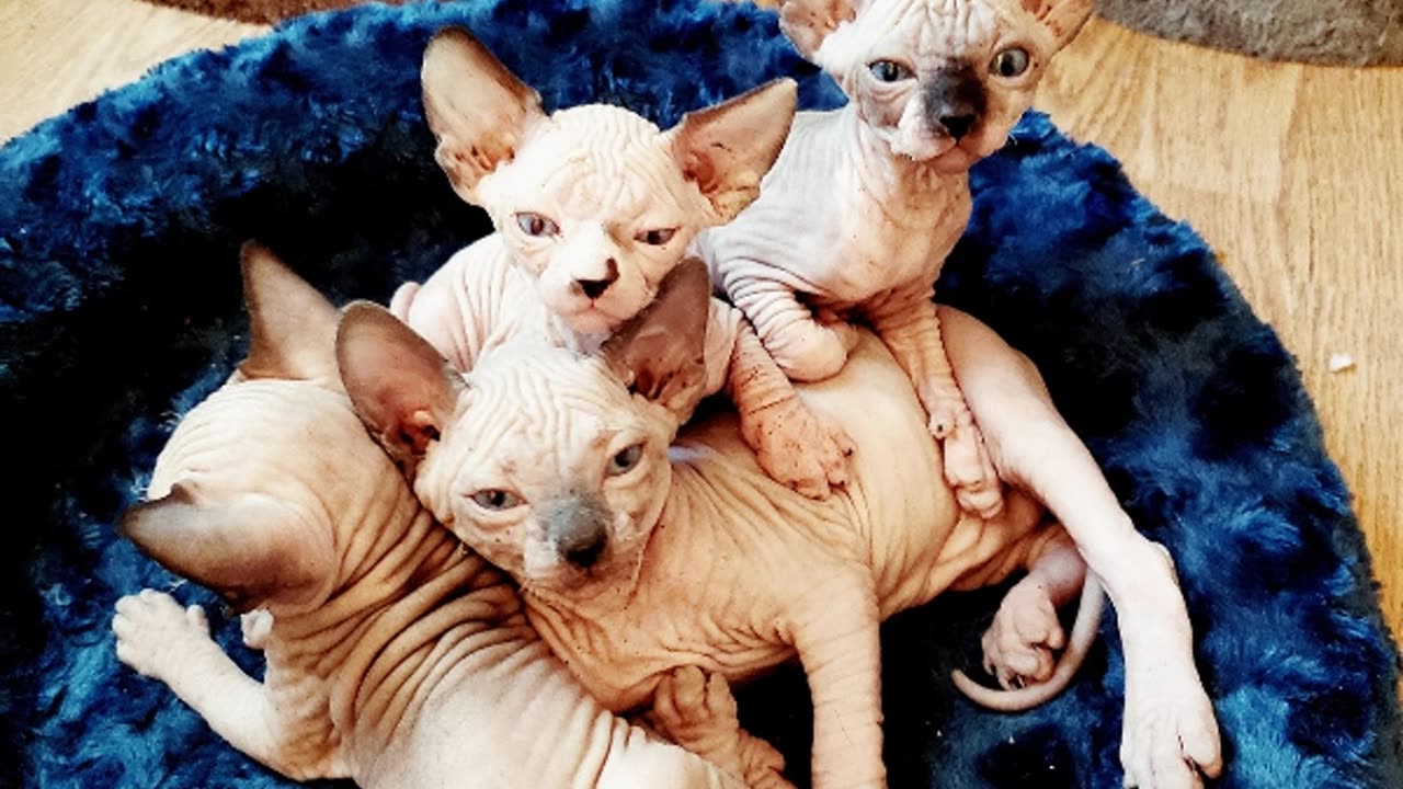 Hairless Cats