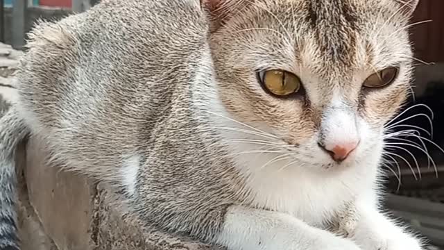 Funny Cat meow relaxing on the wall