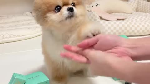 Cute and funny cat video.