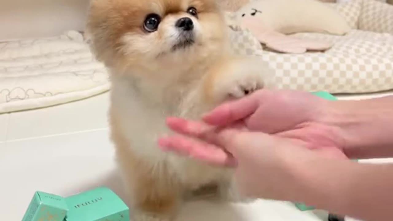 Cute and funny cat video.
