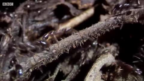 Best Of Ants | BBC Earth