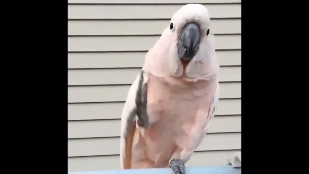 Cute Talking Parrot