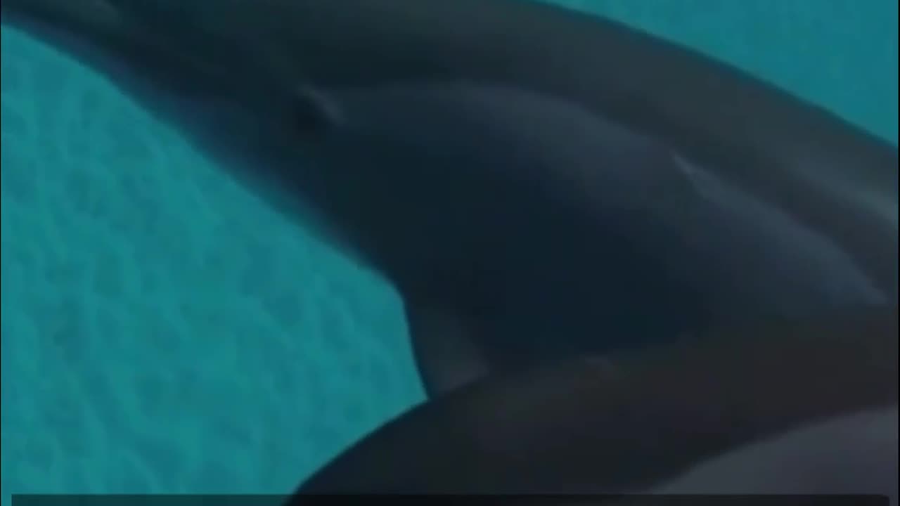 Dolphin Whistles