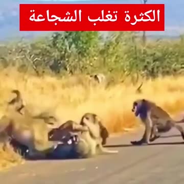 Lion HUNTED by MONKEYS 😲