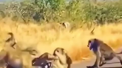 Lion HUNTED by MONKEYS 😲