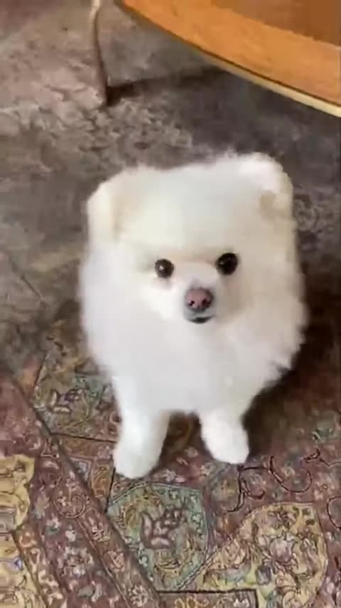 20210417文贵先生GETTR¹：尊敬的战友们好！收到了你们很多很多人发来的信息．在等待直播……文贵今天不直播．给今天上午10点的真人真事节目让路，明天4月18号上午930文贵直播乱聊