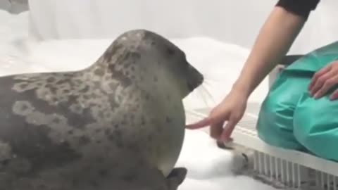 This Seal Is A Good Boy