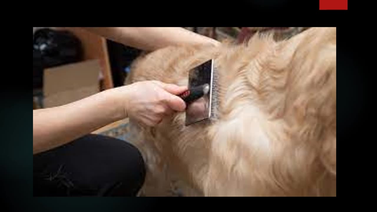 Best Dog groomer in Sydenham