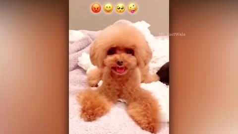 Funny moments of animal 🤣🤣🤣🤣