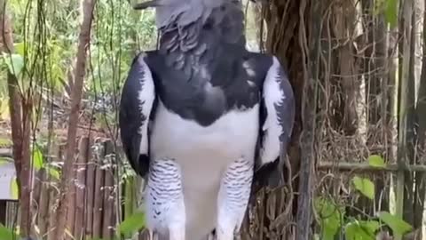 Harpy eagle - World's largest & biggest eagle🦅