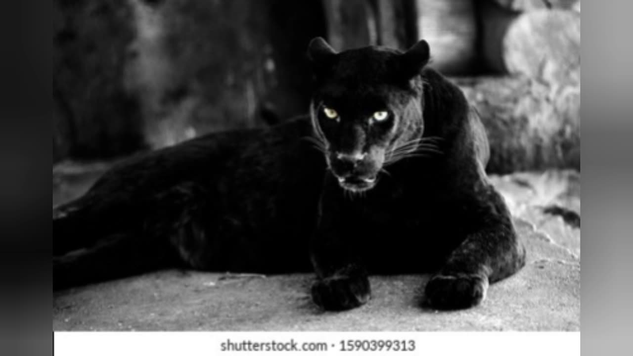 Black panter