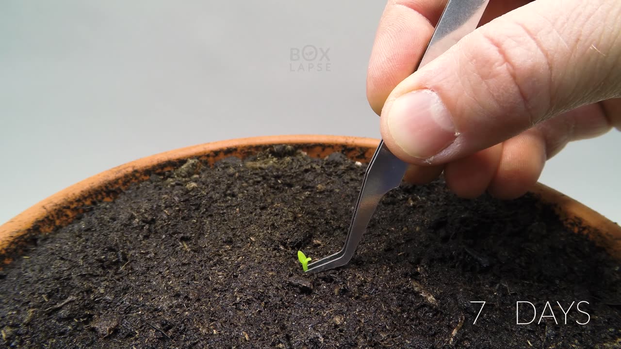 Growing DRAGON FRUIT CACTUS Time lapse 2023