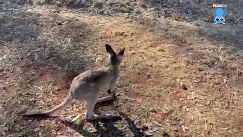 Second Chances Wildlife Sanctuary Kookie Dum Dum and the polite magpie