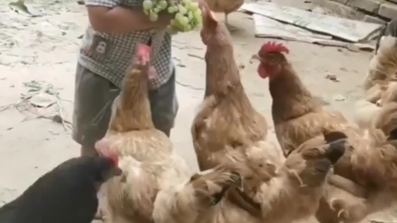 baby crying to hen feed its greap