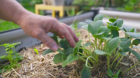 Healthy Plants