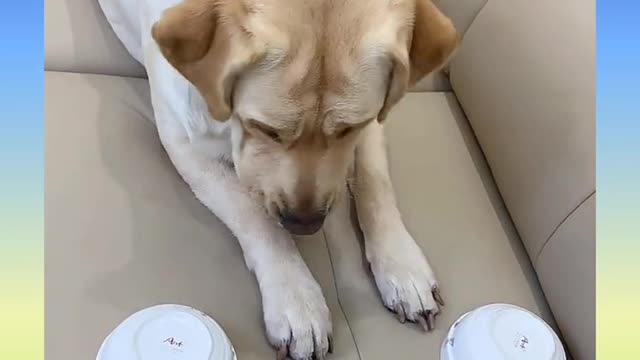 Smart Dog Video short