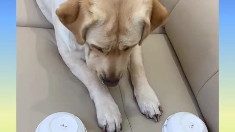 Smart Dog Video short