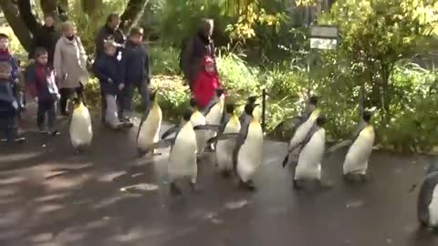 Penguin Walk - Zoo Basel