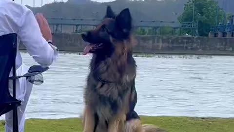 Dog training (360p)