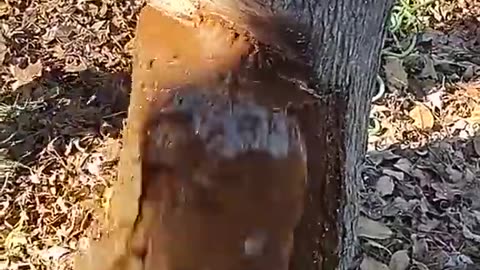 WATER FLOW OUT OF TREE AS MAN CHOP IT