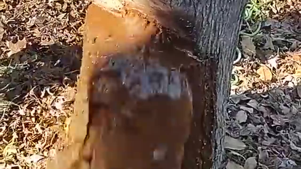 WATER FLOW OUT OF TREE AS MAN CHOP IT