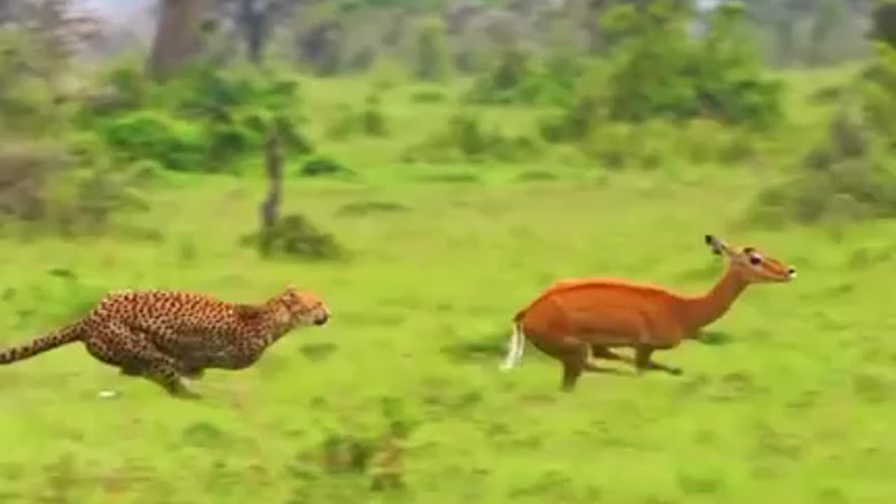 Leopard attack to deer