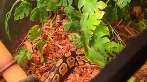 Choice Handling For Royal Ball Python