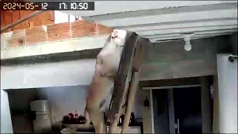 Dog Climbs Ladder to Stay Close to Owner