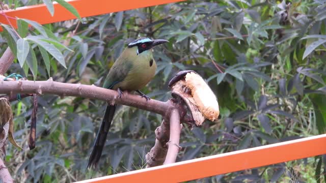 A bird with a banana