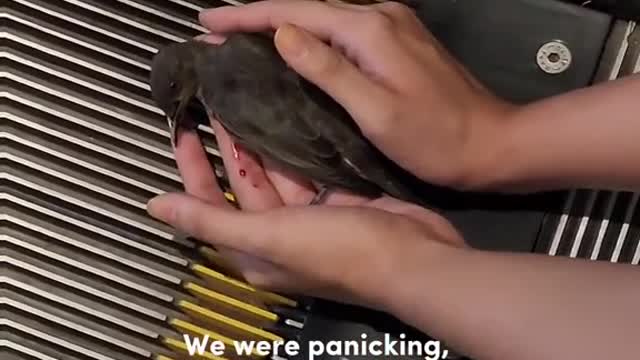 Bird gets foot stuck in escalator on 10 Aug