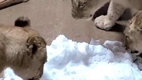 Look at what these animals do when they see snow