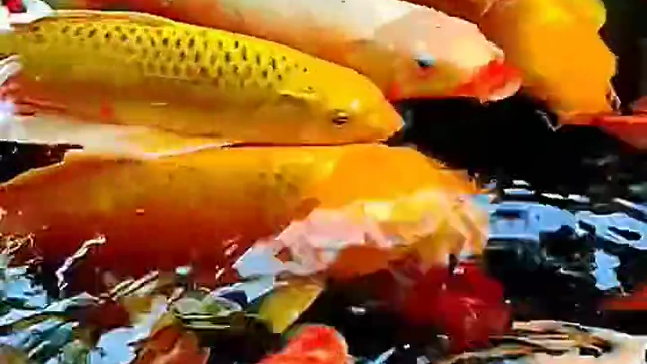 Colorful fish