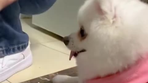 Cute Dog