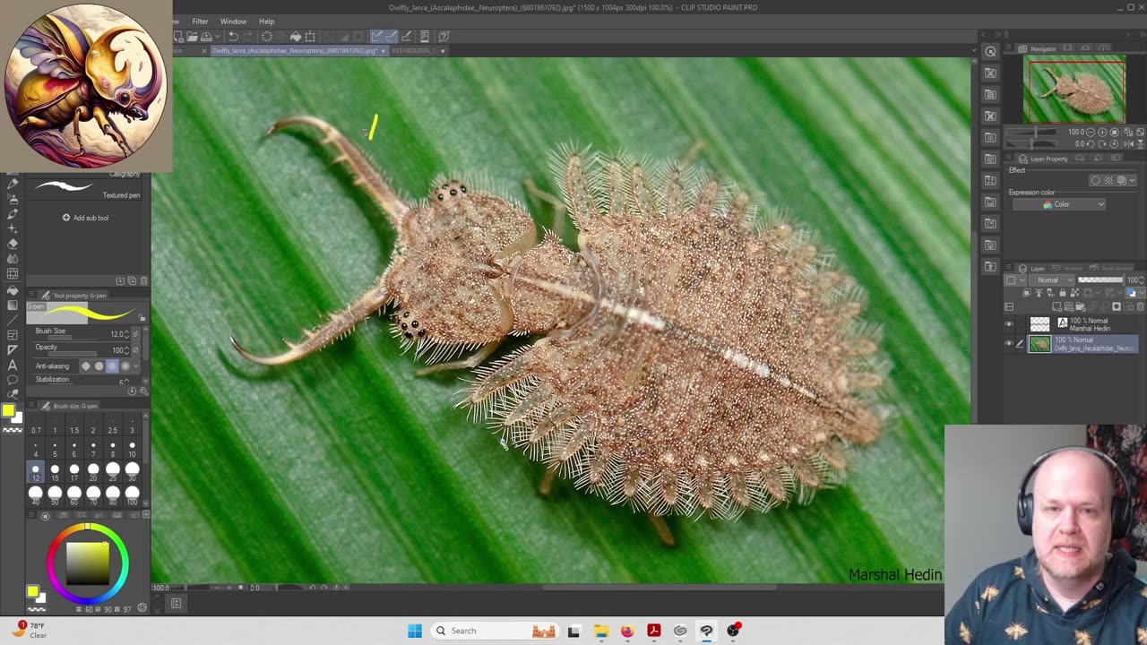 Introduction to Insect Morphology - Part 7.5 - Mouth Parts Correction for Mandibles