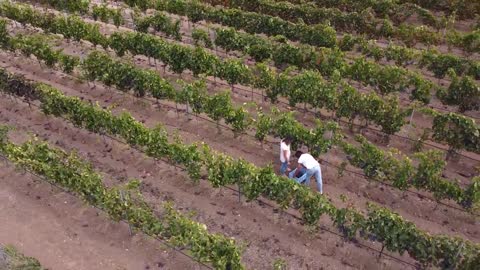 In vendemmia _ Barone Sergio