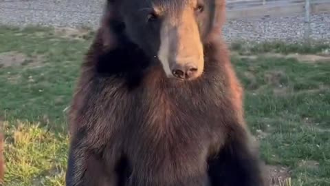 Bears playing with bubble machine