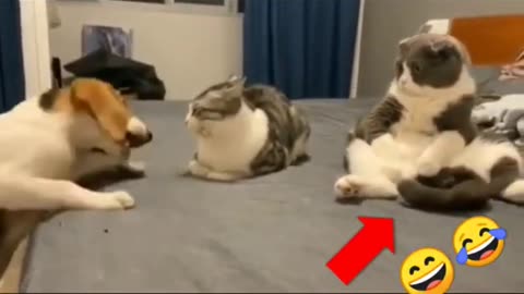 Cat💞Dog-Funny videos-YouTube Shorts #cats #dogs #tiktok