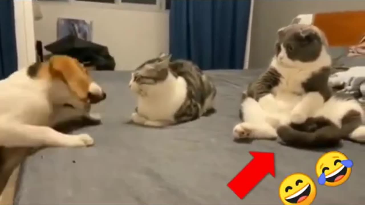 Cat💞Dog-Funny videos-YouTube Shorts #cats #dogs #tiktok