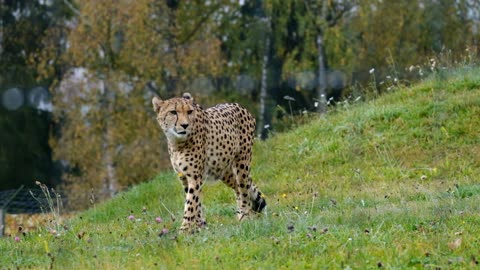 Cheetah the hunter The fiercest predator in the world